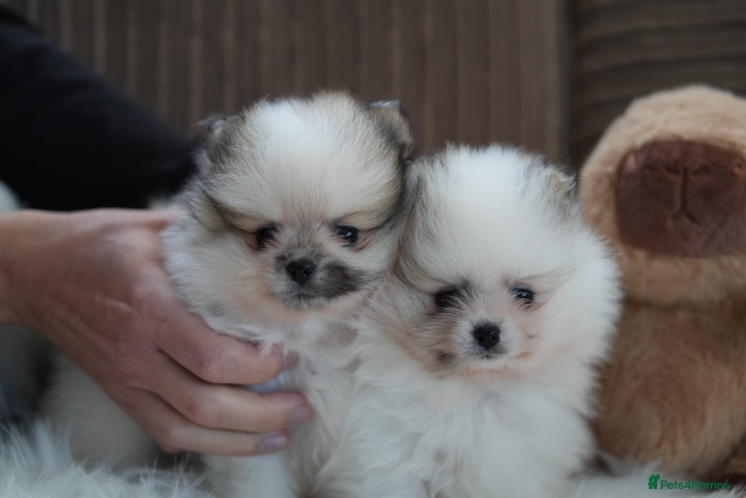 Pomeranian dogs for sale: Two cuties are looking for home  - Advert 2