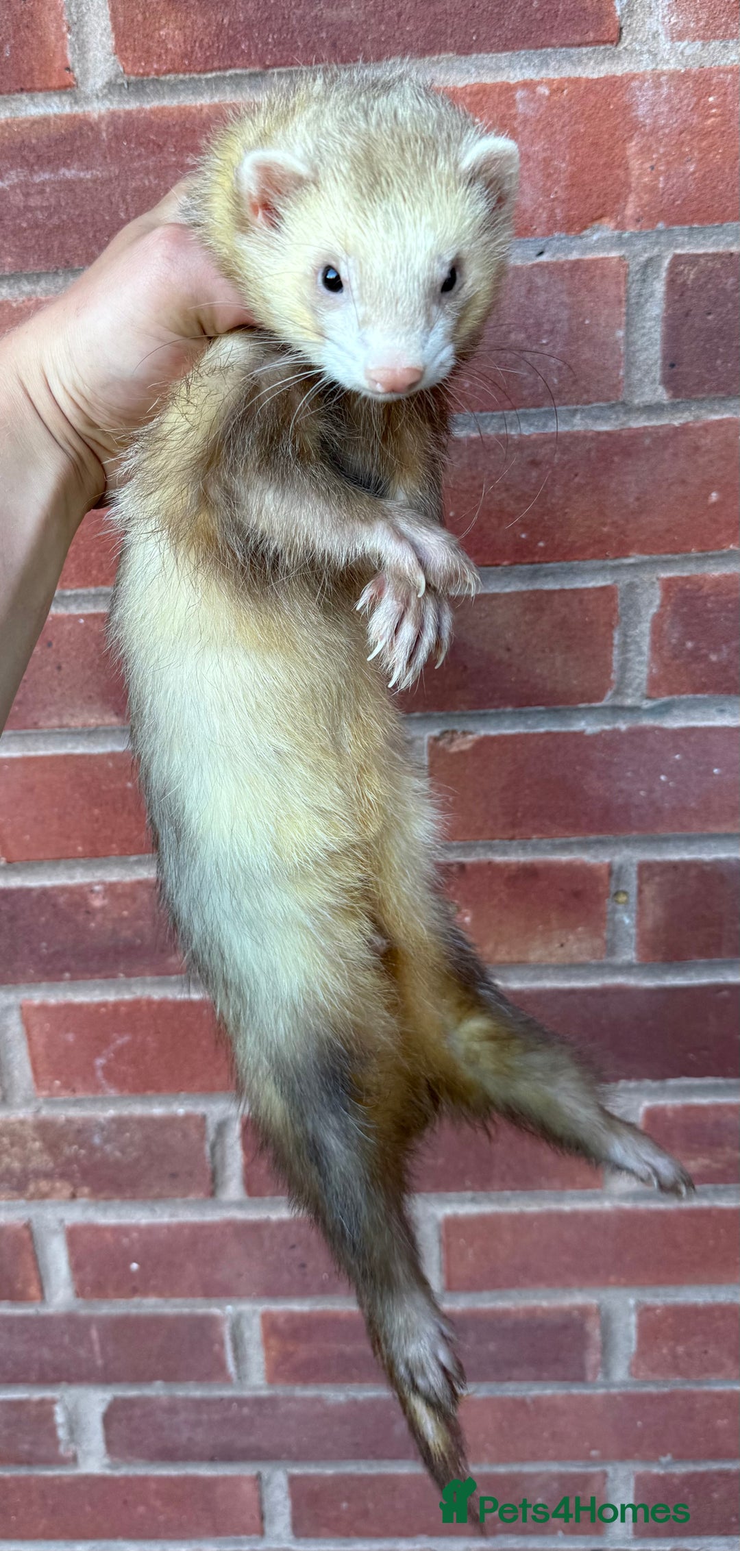 Ferret rodents for sale: Working ferrets and kits for sale  - Image 2
