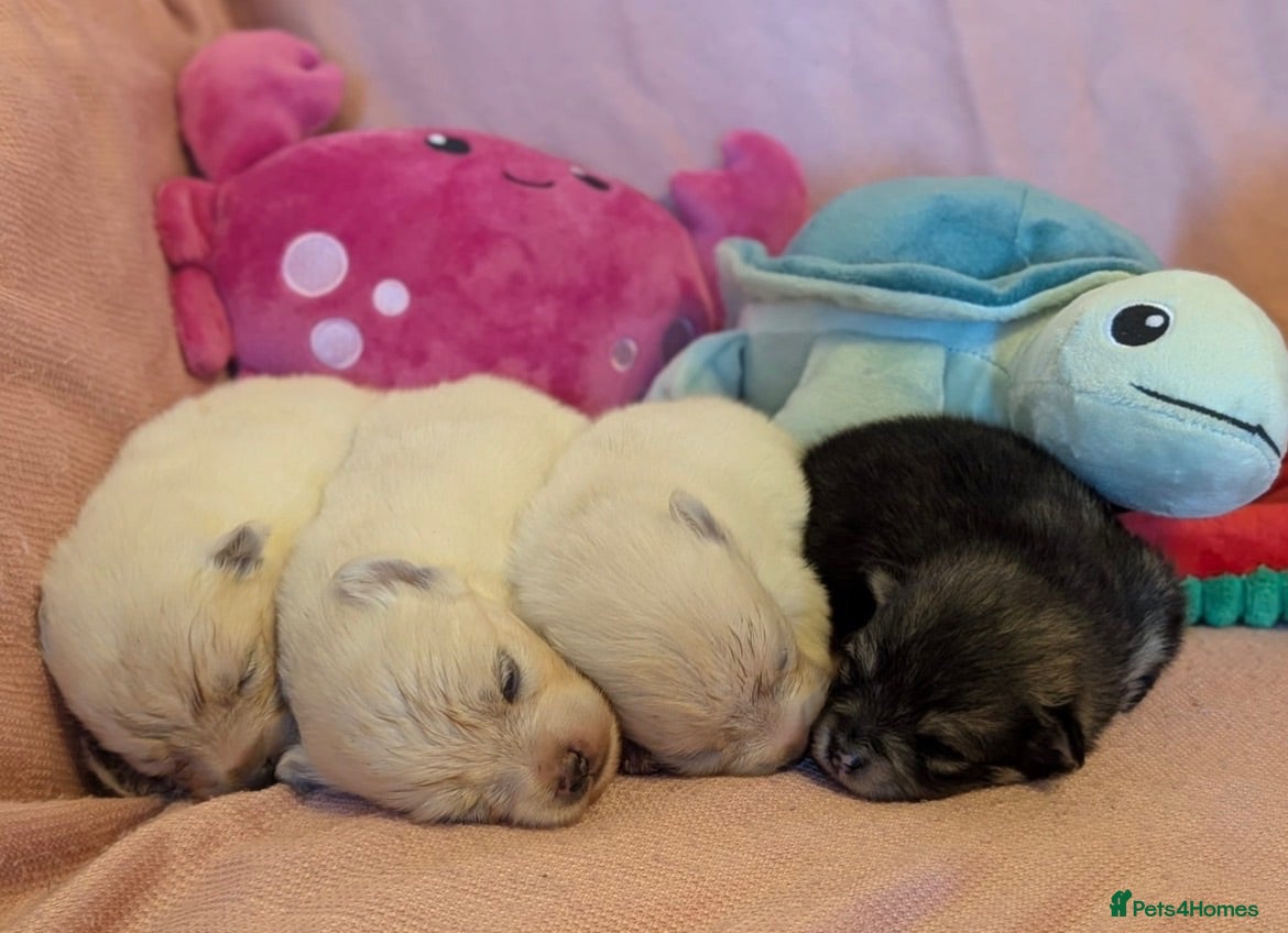 Pomsky dogs Pomsky Puppies - Advert 1