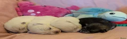 Pomsky dogs for sale: Pomsky Puppies - Advert 1