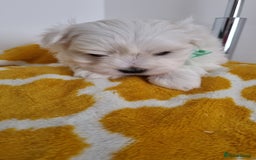 Maltese dogs for sale: Maltese pure breed 3xBoys ready on 14 December  - Advert 11