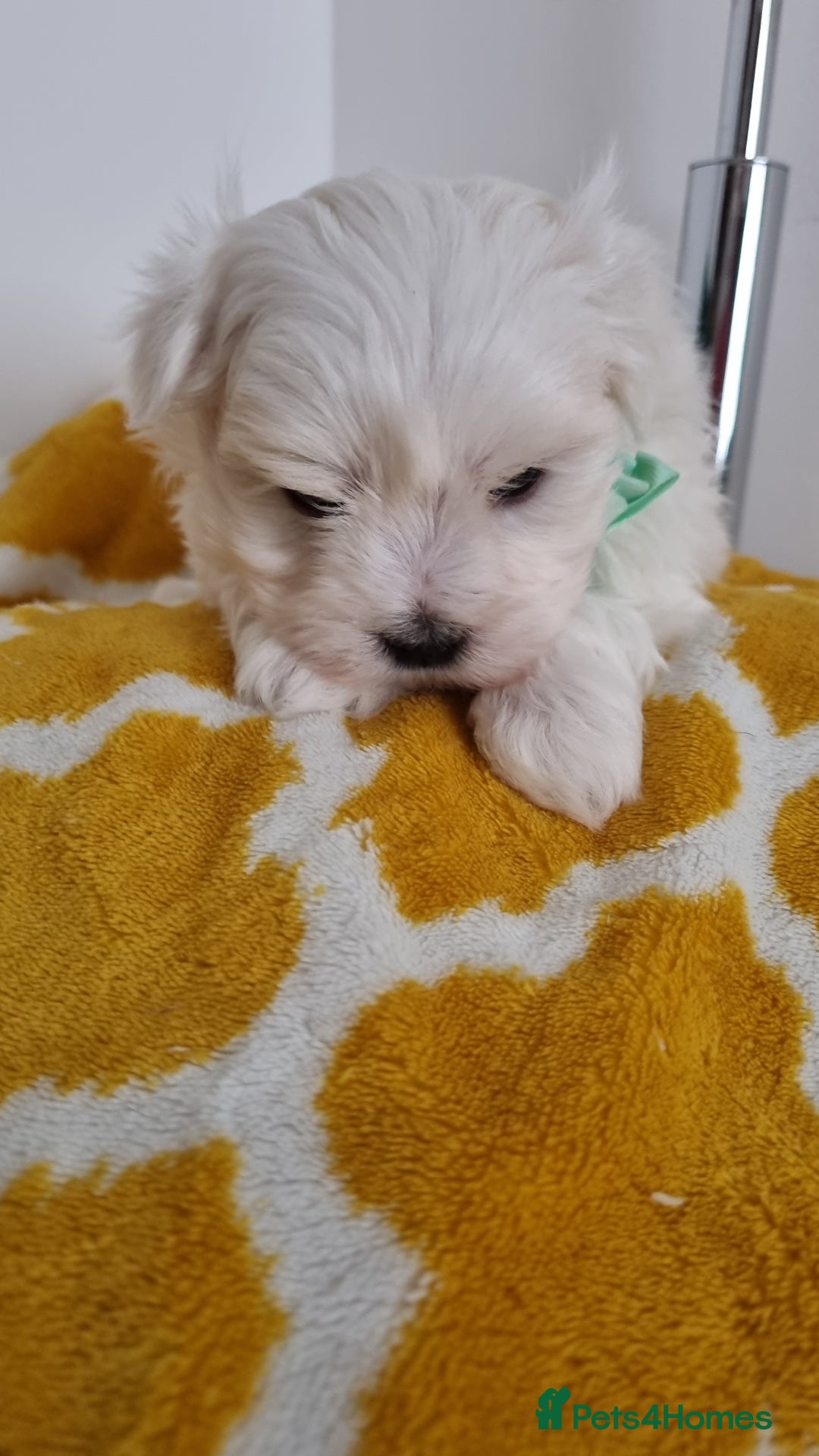 Maltese dogs for sale: Maltese pure breed 3xBoys ready on 14 December  - Advert 11