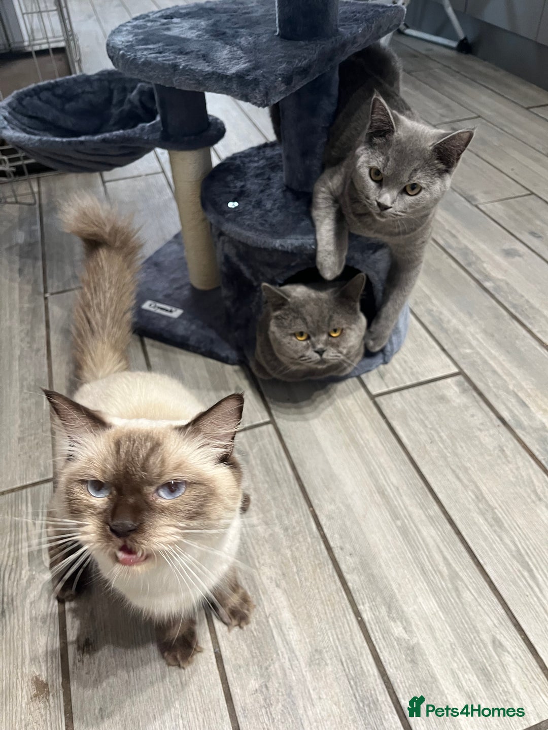 British Shorthair cats for sale: British Shorthair X Ragdoll - Image 6