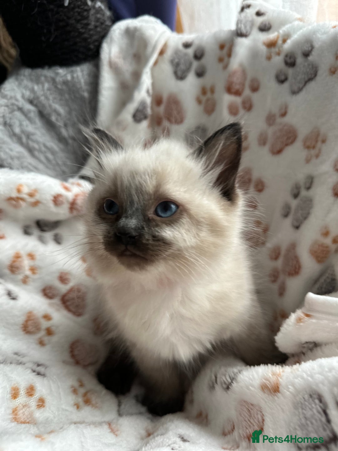 Ragdoll cats for sale: Gorgeous ragdoll kittens  - Advert 9