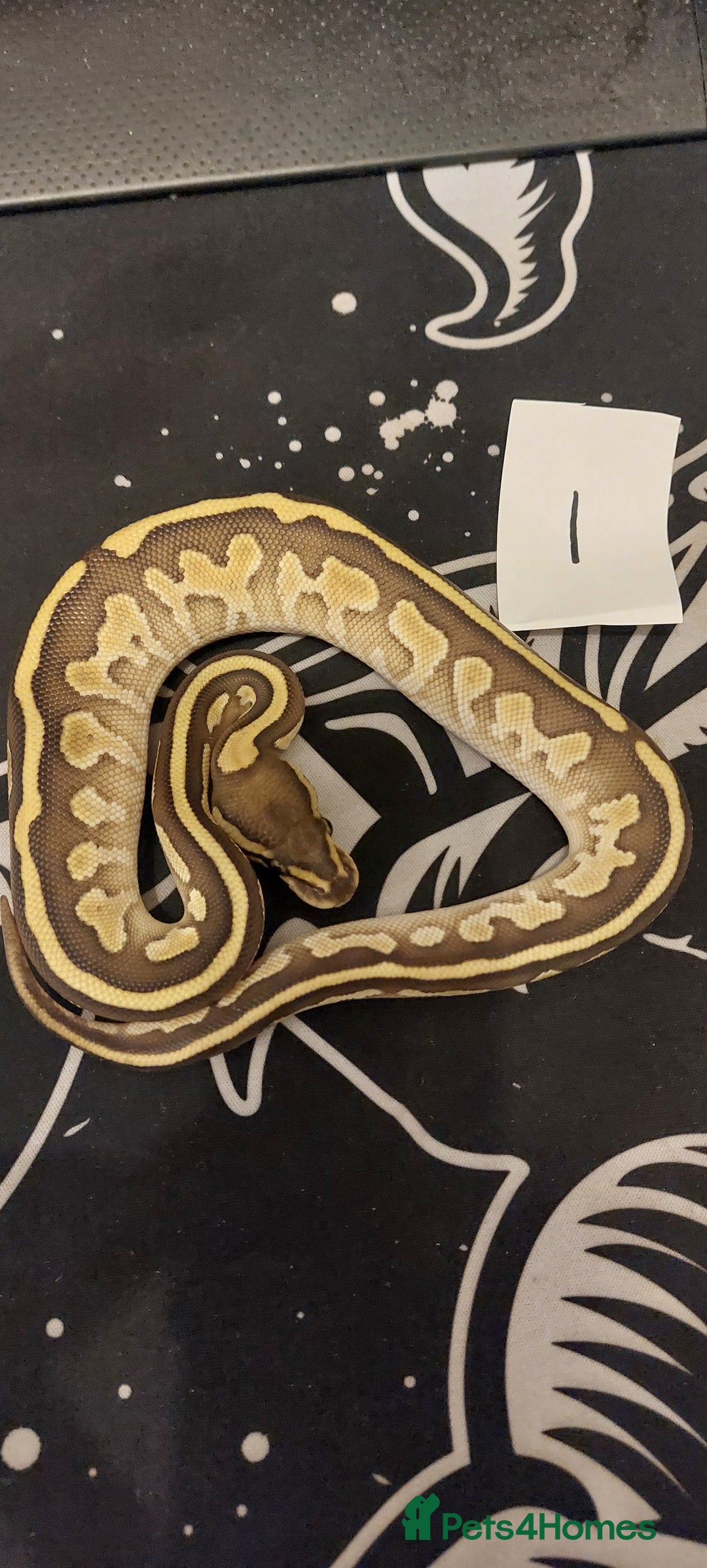 Python Snake reptiles for sale:  royal python Hatchlings  - Advert 1