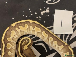 Python Snake reptiles royal python Hatchlings - Advert 1