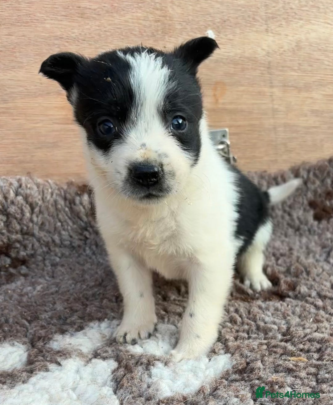 Border Collie dogs for sale: ISDS Registered border collie pups - Image 5