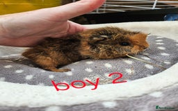 Guinea Pig rodents for sale: Baby girl and boy guinea pigs ready now - Image 6