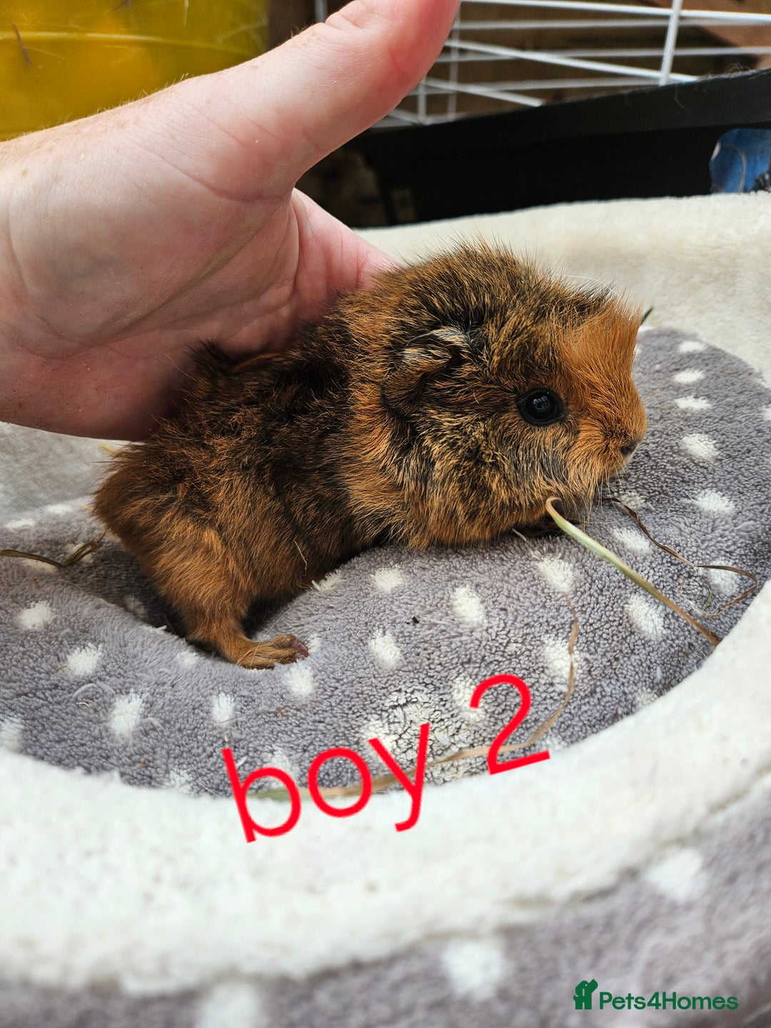 Guinea Pig rodents for sale: Baby girl and boy guinea pigs ready now - Image 6
