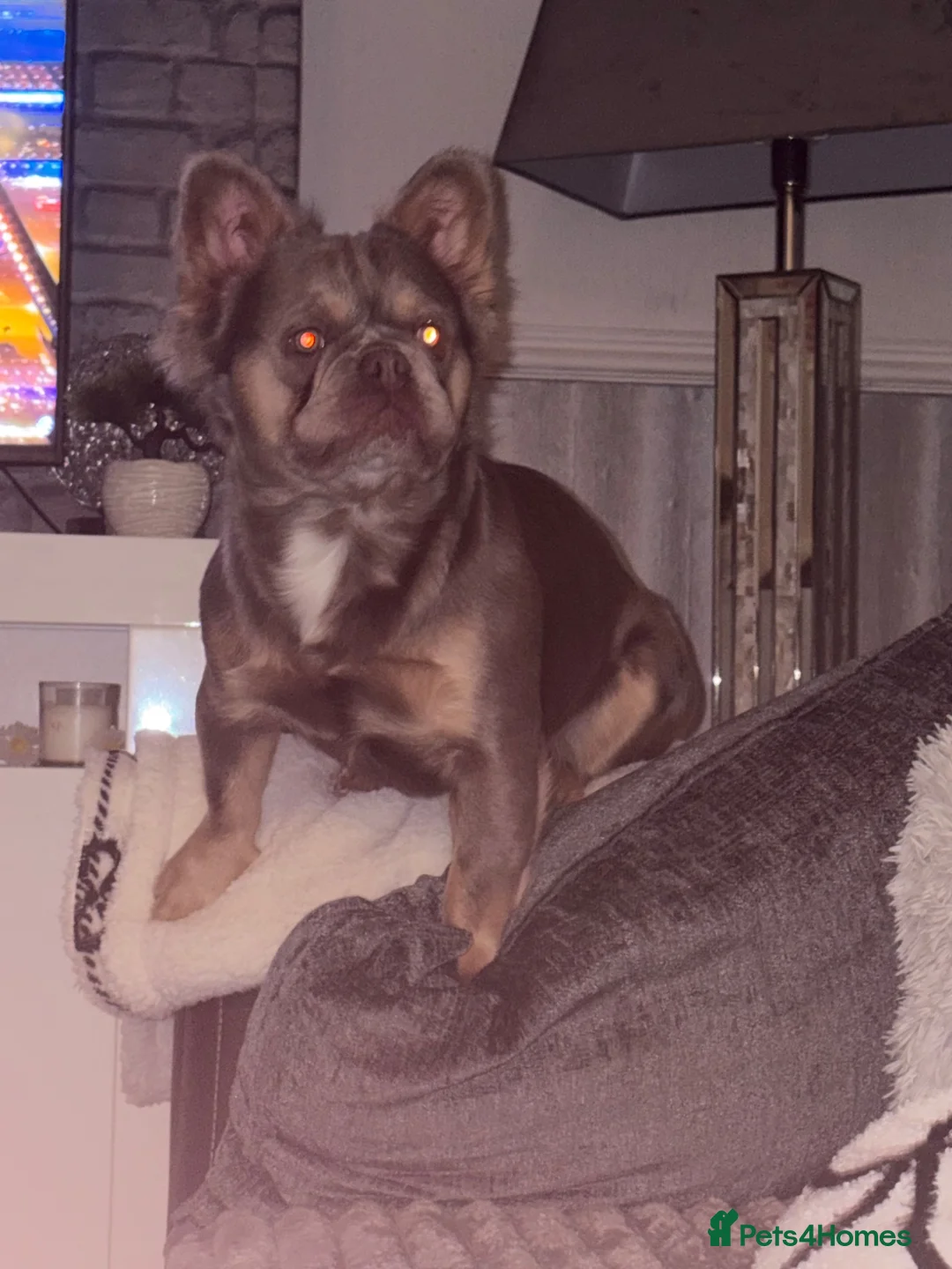 French Bulldog dogs for stud: Bronson Fluffy FrenchBulldog  - Advert 2