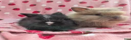 Lionhead rabbits for sale: Fluffy Teddy lion head x Angora ☆8weeks ready now - Advert 6