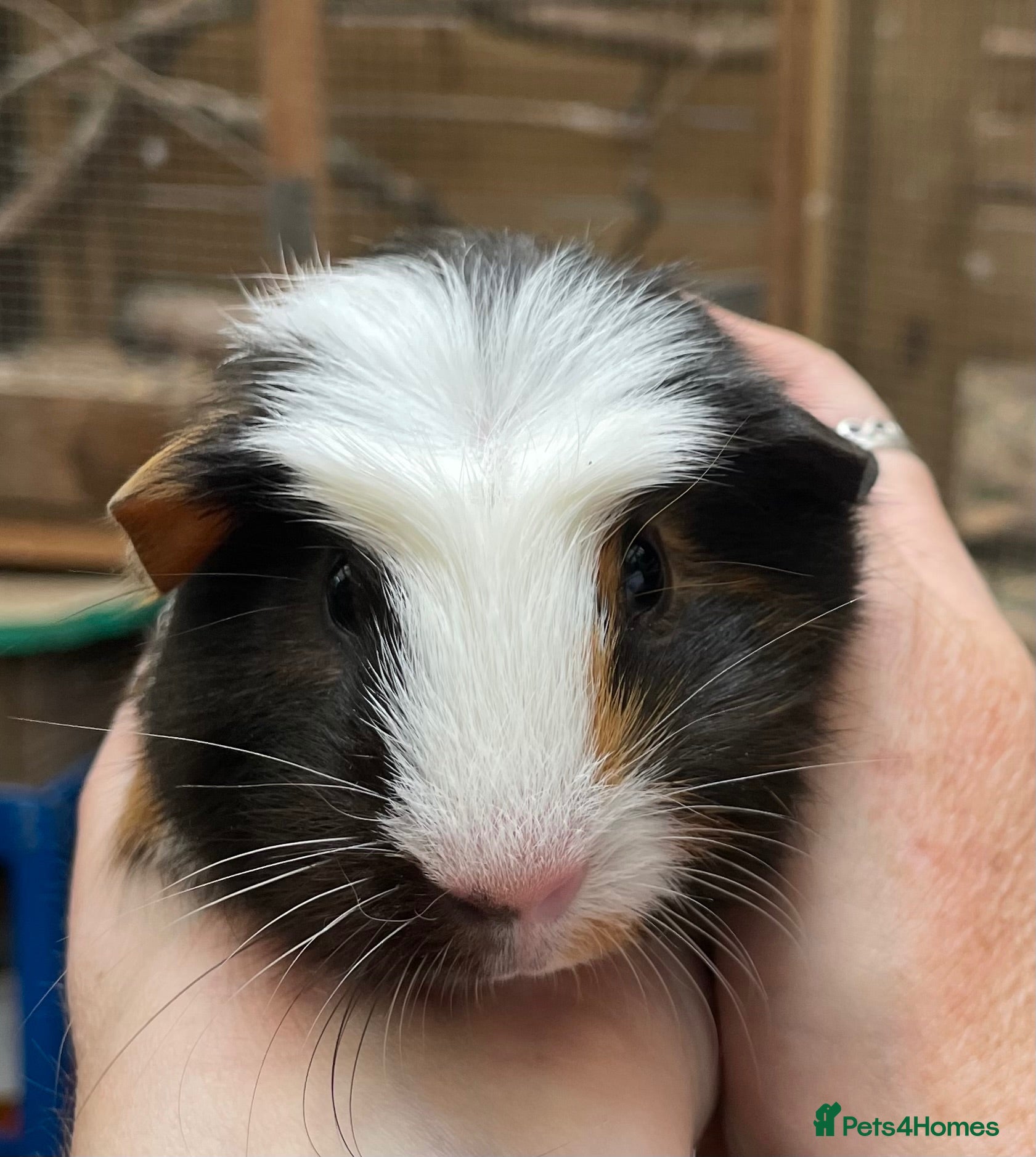 Guinea Pig rodents Lovely baby guinea pig boys - Advert 1
