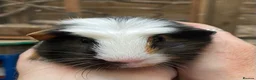 Guinea Pig rodents for sale: Lovely baby guinea pig boys - Advert 1