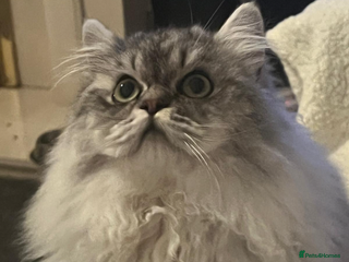 Persian cats chinchilla Persian stud ONLY - Advert 1