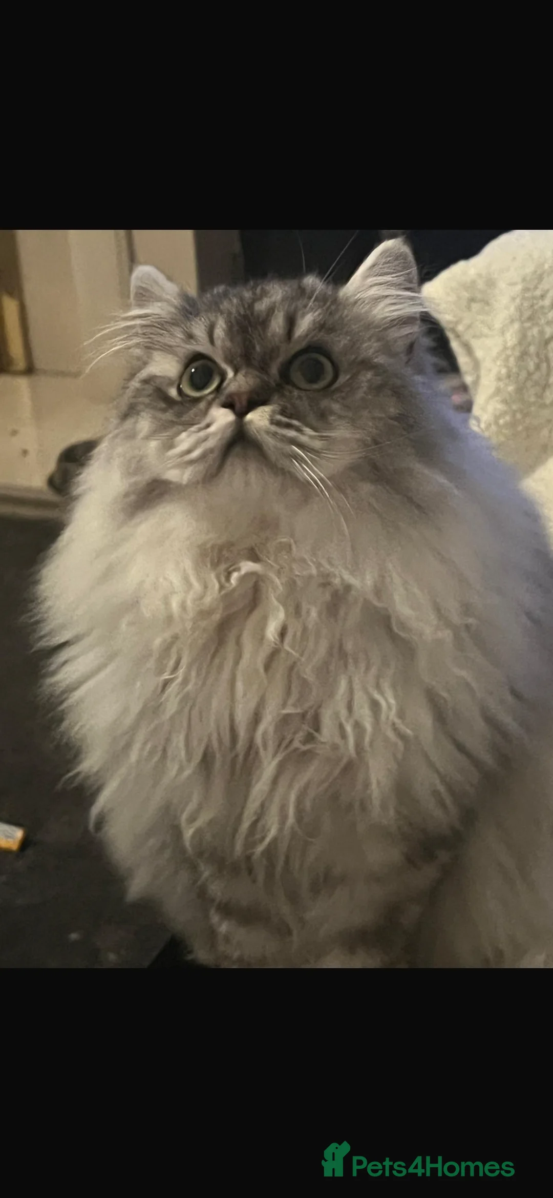 Persian cats for stud: chinchilla Persian proven stud ONLY not for sale  - Advert 7