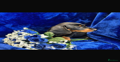 Dachshund dogs Male Dachshund 😘 xx - Advert 15