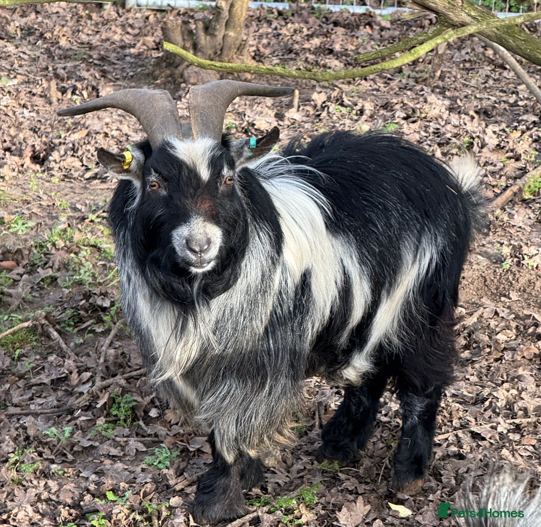 Goats livestock for sale: Pedigree Pygmy Goat - Excellent Stud - Advert 3