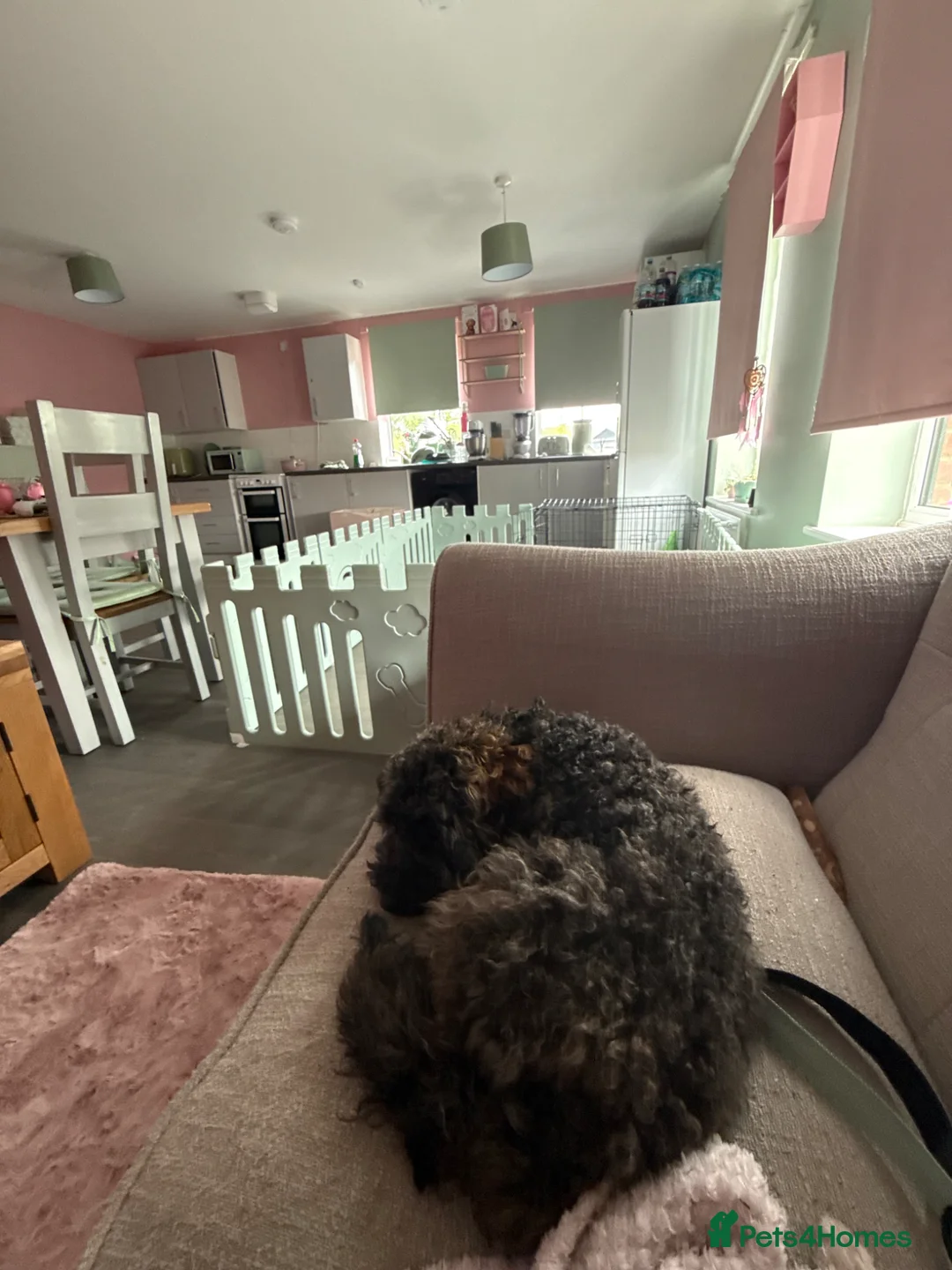 Cockapoo dogs for sale: Ember 7 months old in Towcester - Advert 1