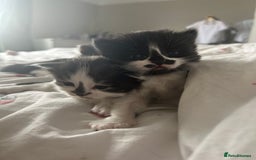 Mixed Breed cats for sale: 4 beautiful kittens  - Image 3