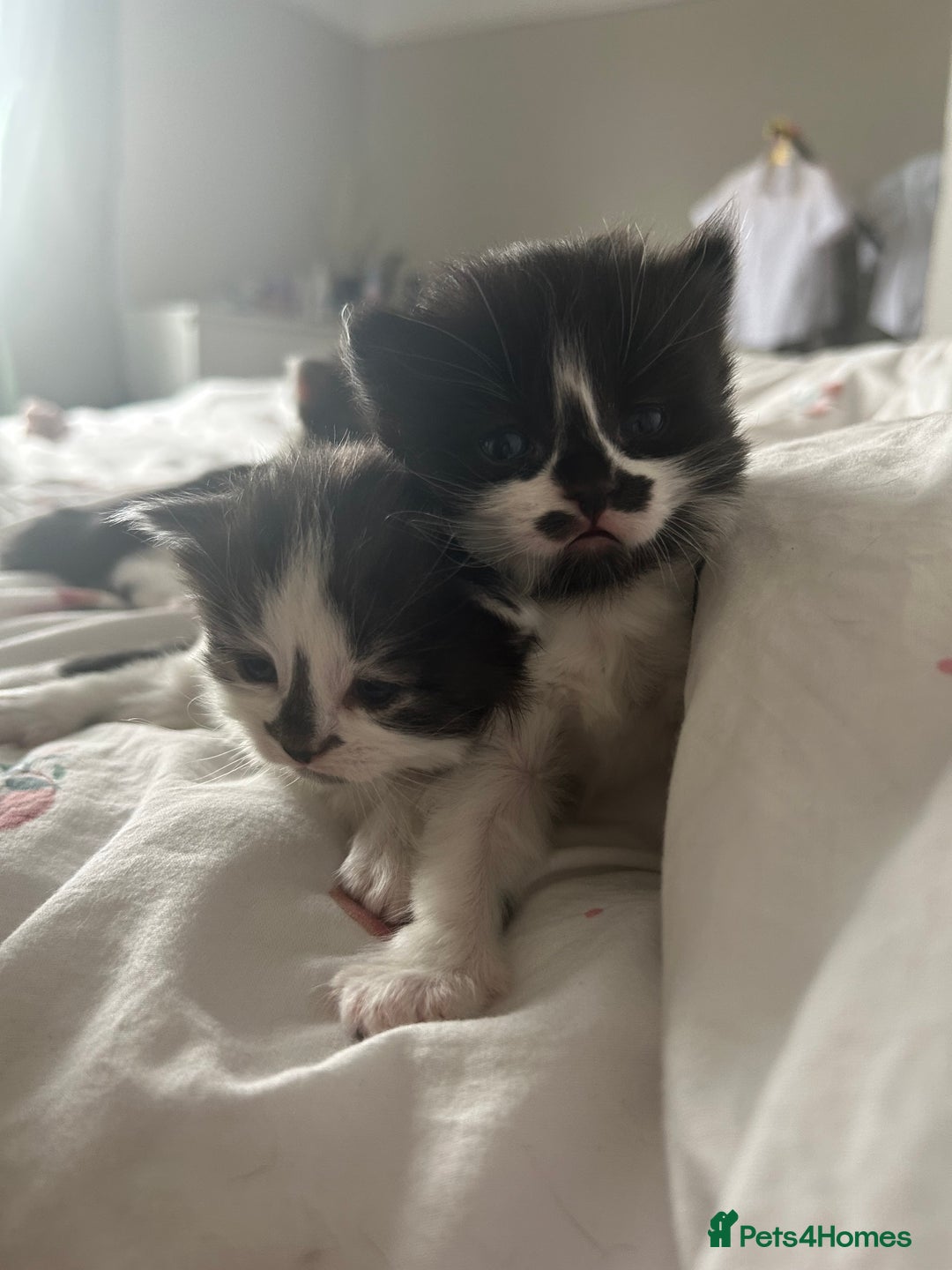 Mixed Breed cats for sale: 4 beautiful kittens  - Image 3