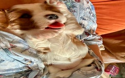 Cavalier King Charles Spaniel dogs for sale: Kc Cavalier King Charles Spaniel pups DNA tested  - Image 8