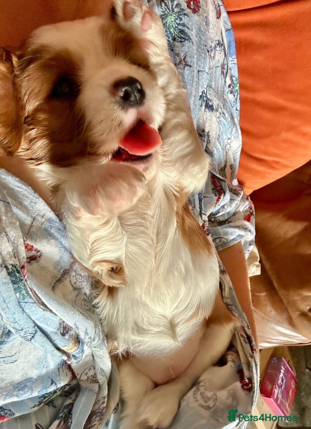 Cavalier King Charles Spaniel dogs for sale: Kc Cavalier King Charles Spaniel pups DNA tested  - Image 8