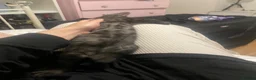 Siberian cats for sale: Smokey grey tabby’s / ginger fluffy / black kitten in Sidmouth - Advert 4