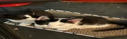 Domestic Shorthair cats for sale: 2 Bonded Sisters  in Birmingham - Advert 3
