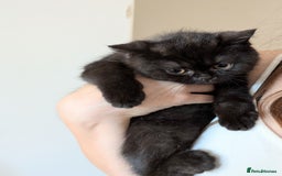British Shorthair cats for sale: British shorthair kittens  - Image 10