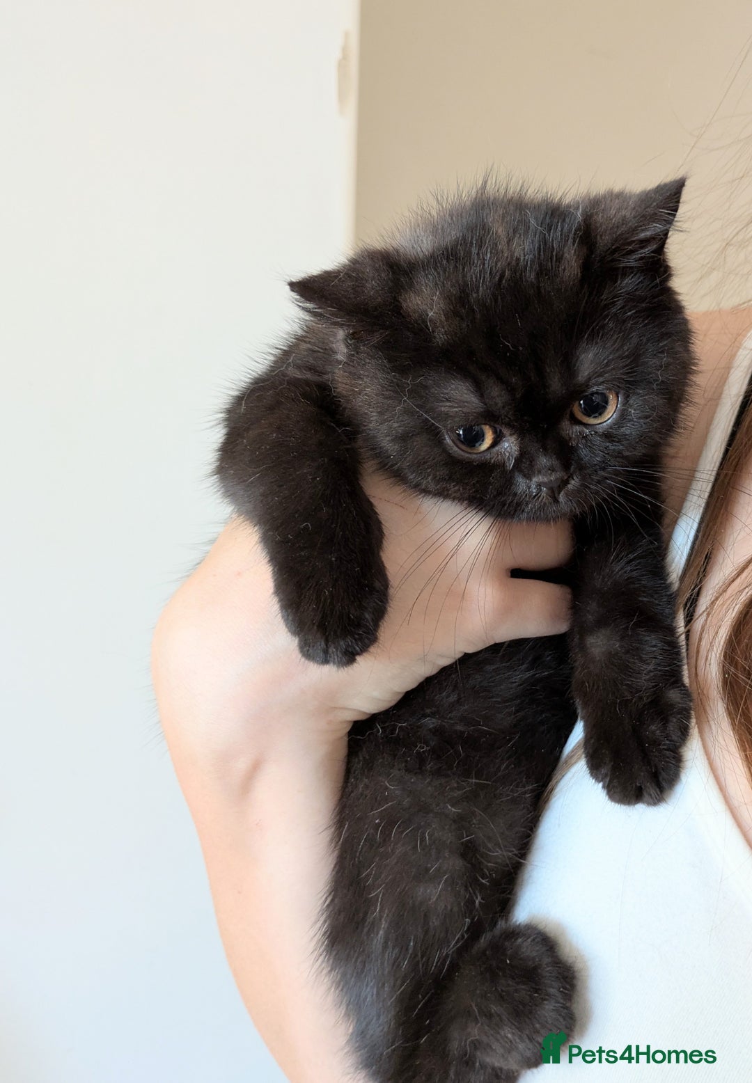 British Shorthair cats for sale: British shorthair kittens  - Image 10
