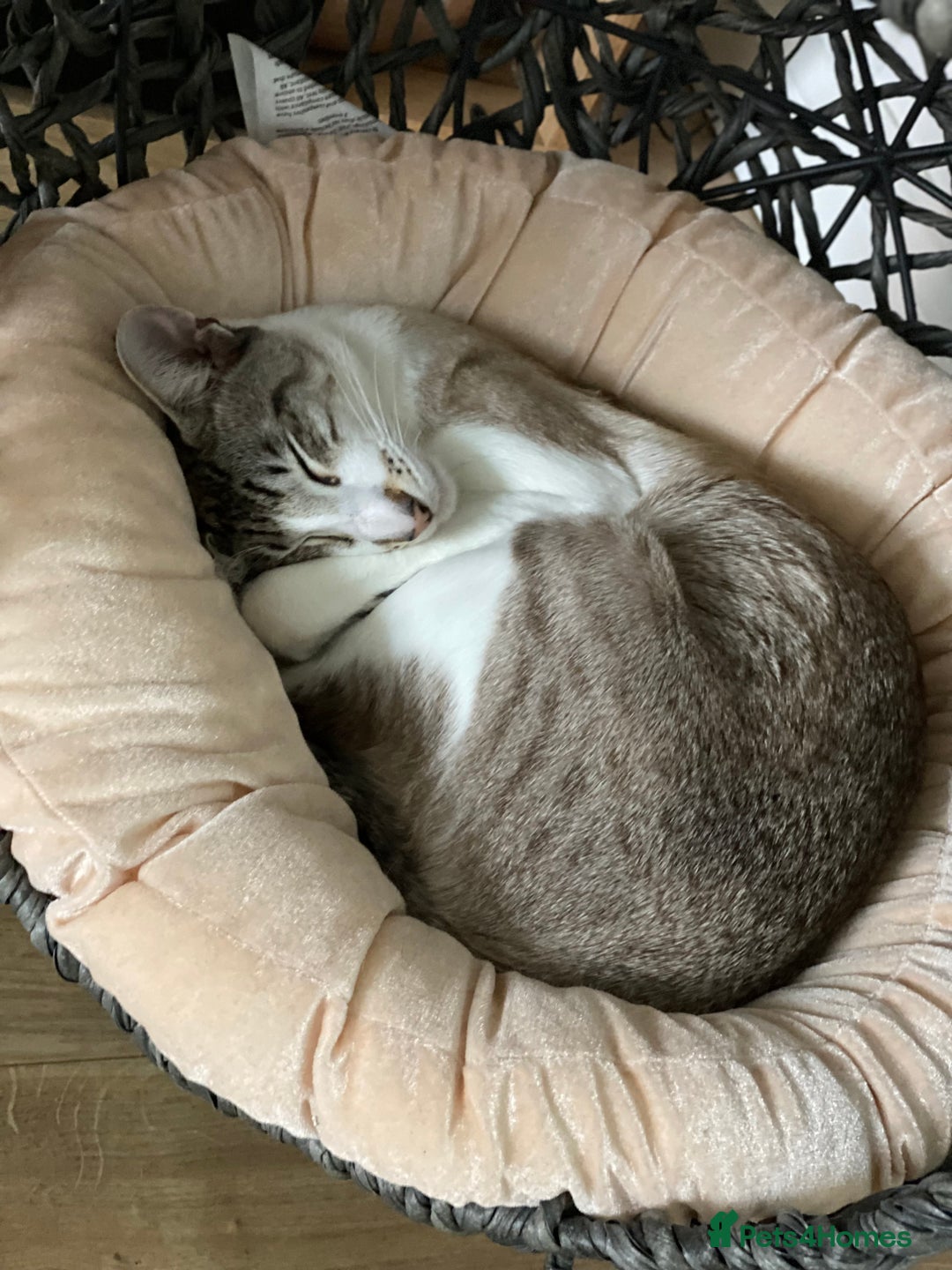 Peterbald cats for sale: Theo and Lewis (ginger )  - Image 16