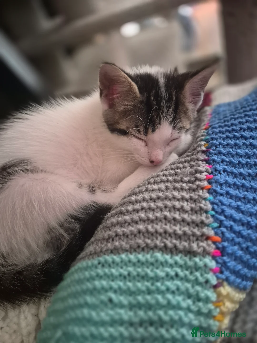 Mixed Breed cats for sale: Kittens - Advert 2