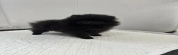Pomeranian dogs for sale: Beautiful Petite Teddy Bear Faced Girl  - Advert 7
