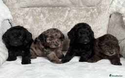 Cockapoo dogs for sale: 😍😍 F1 cockapoo puppies 😍😍 - Image 9