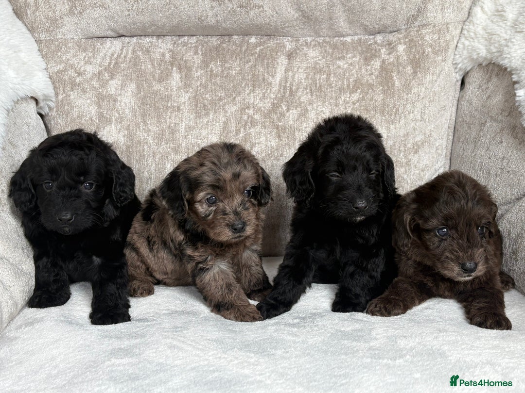 Cockapoo dogs for sale: 😍😍 F1 cockapoo puppies 😍😍 - Image 9