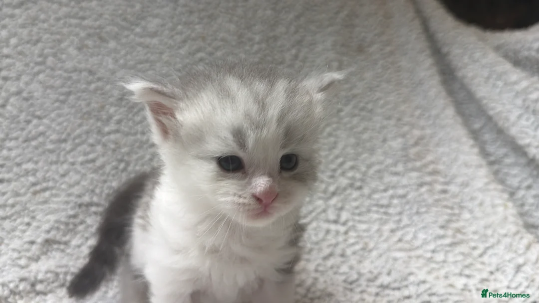 Maine Coon cats for sale: Beautiful maine coons - Advert 13