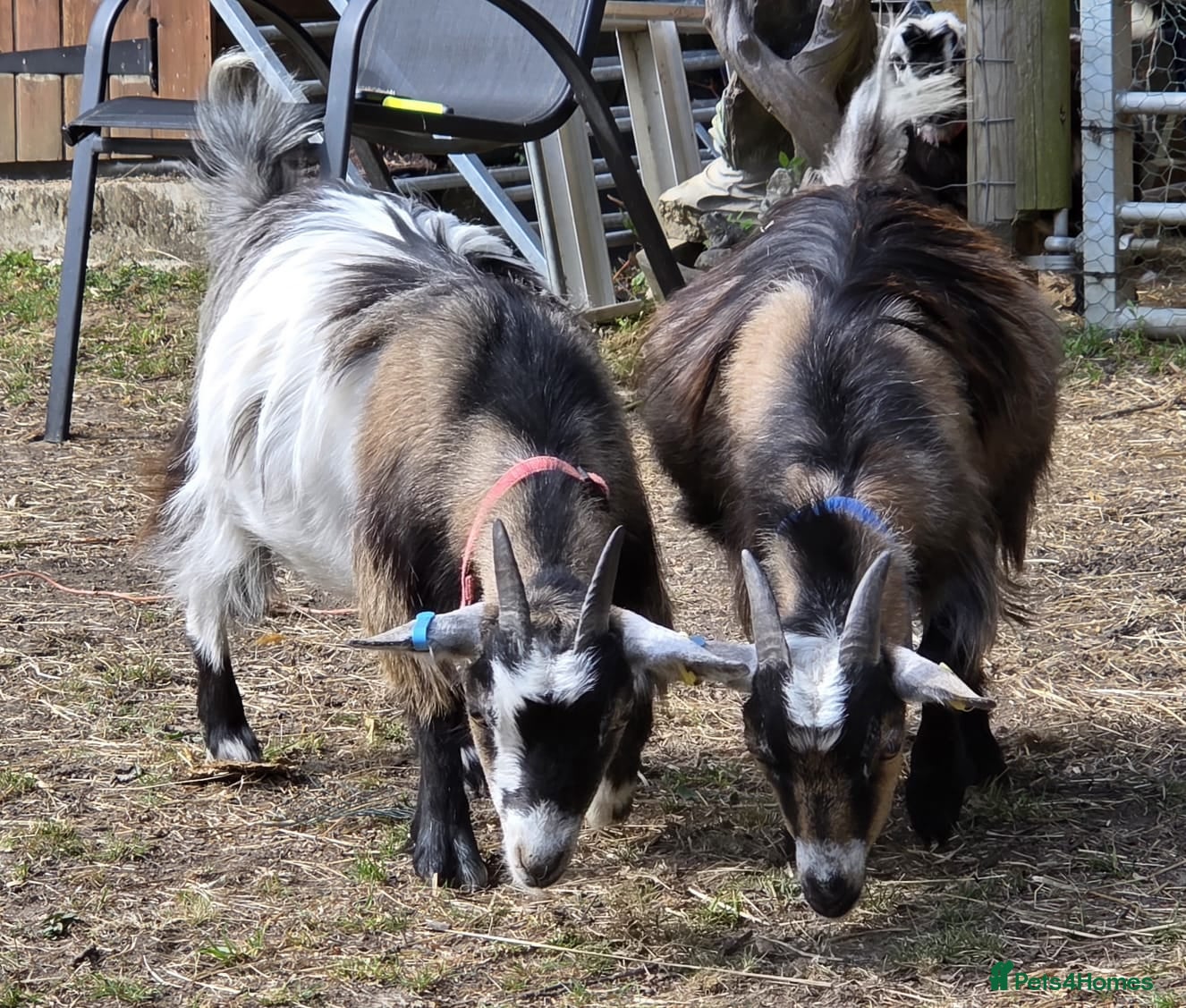 Goats livestock 2x Pygmy Goats Wether and Nanny - Advert 1