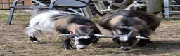 Goats livestock for sale: 2x Pygmy Goats Wether and Nanny - Advert 1