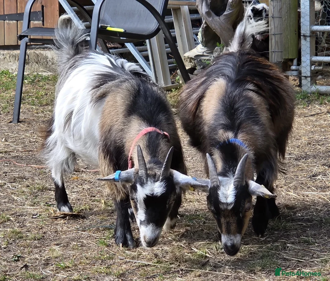 Goats livestock for sale: 2x Pygmy Goats Wether and Nanny - Advert 1