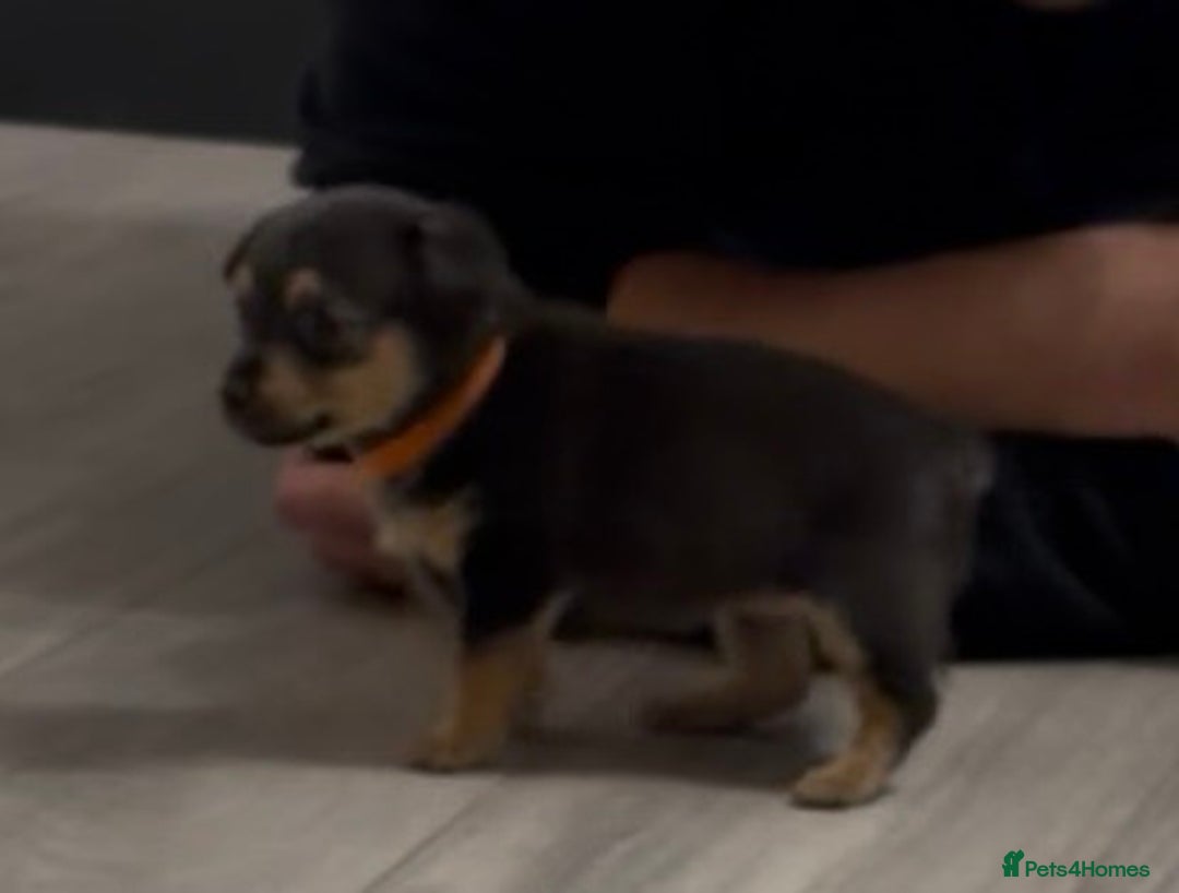 Mixed Breed dogs for sale: Dax Dachshund/Jack Russell  - Advert 3