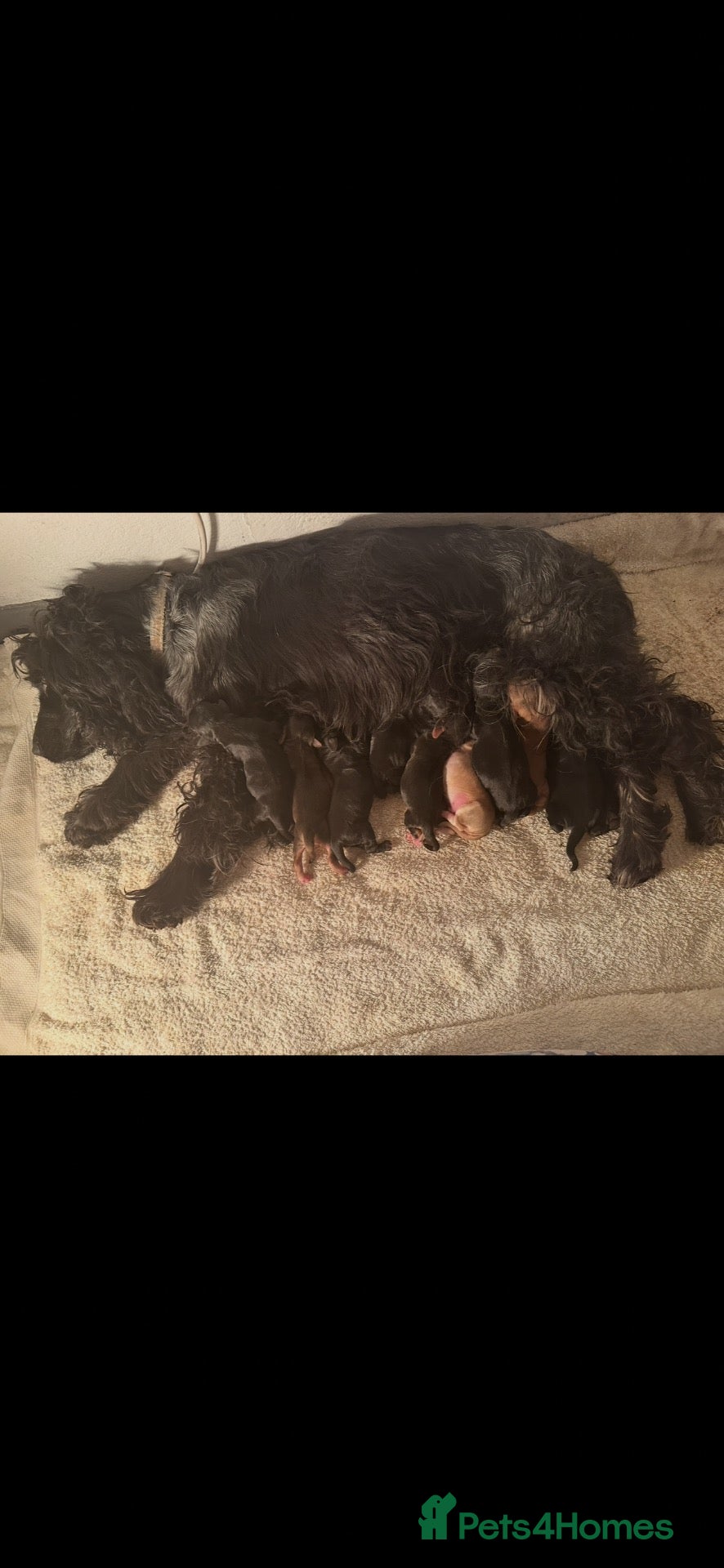 Cocker Spaniel dogs for sale: Show/working cocker spaniel pups lovely colours  - Advert 7