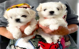 Maltese dogs for sale: 🌟Stunning Tiny Korean Maltese KC Reg🌟 - Advert 22