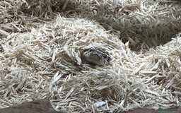Snake reptiles for sale: Lovely Western Hognose Male - Image 2