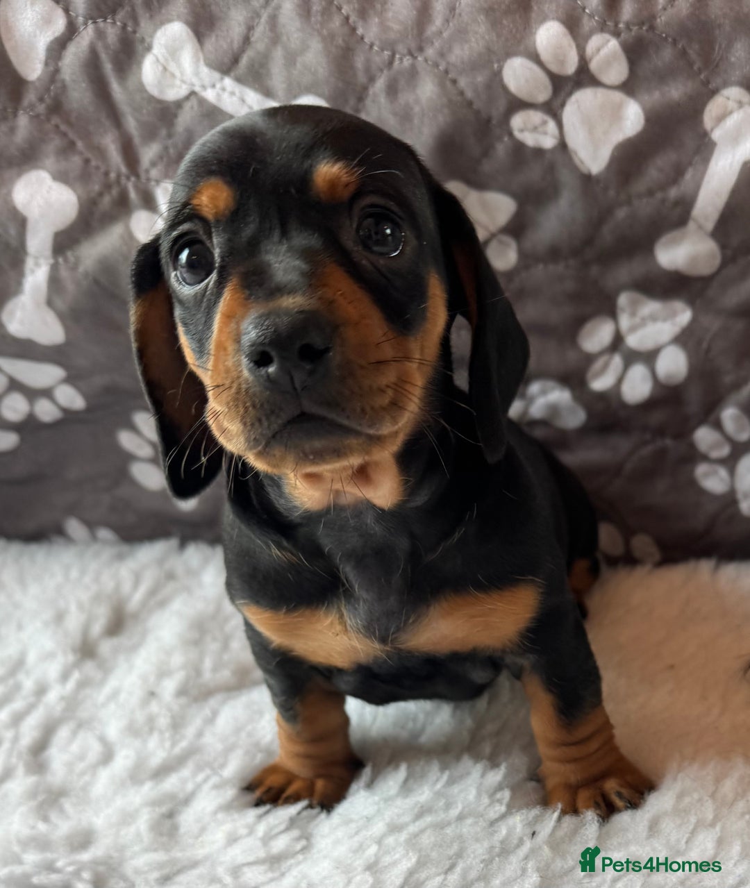 Dachshund dogs for sale: Beautiful Dachshund Puppies Ready to go 8th Nov  - Image 3