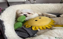 Maltese dogs for stud: Kc tiny Korean Maltese stud - Image 5
