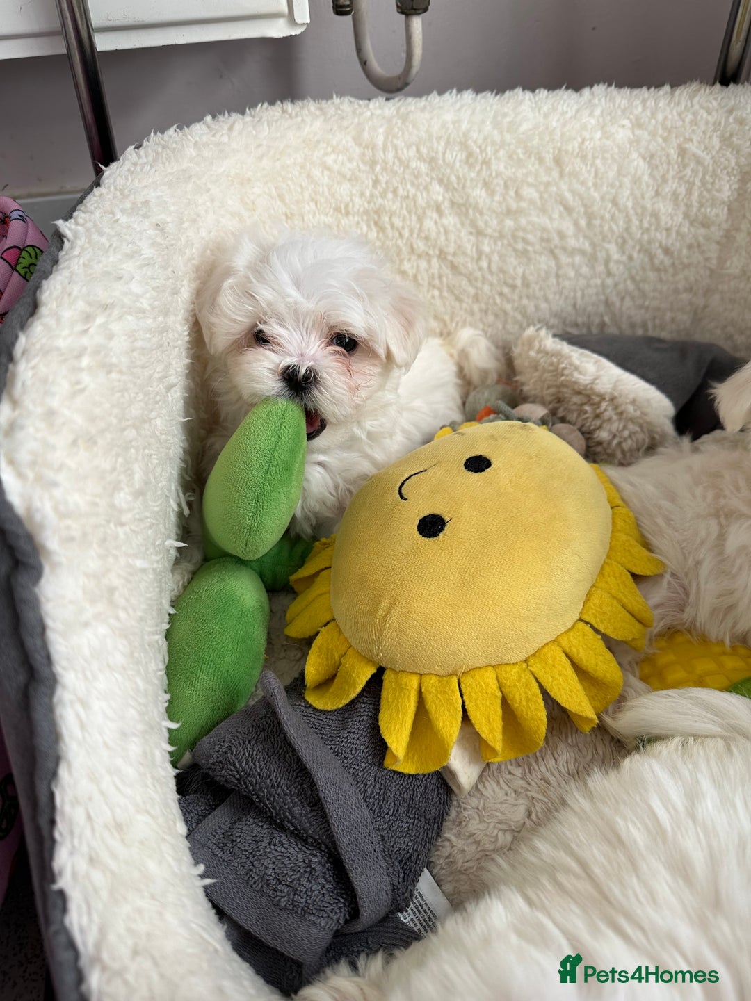 Maltese dogs for stud: Kc tiny Korean Maltese stud - Image 5
