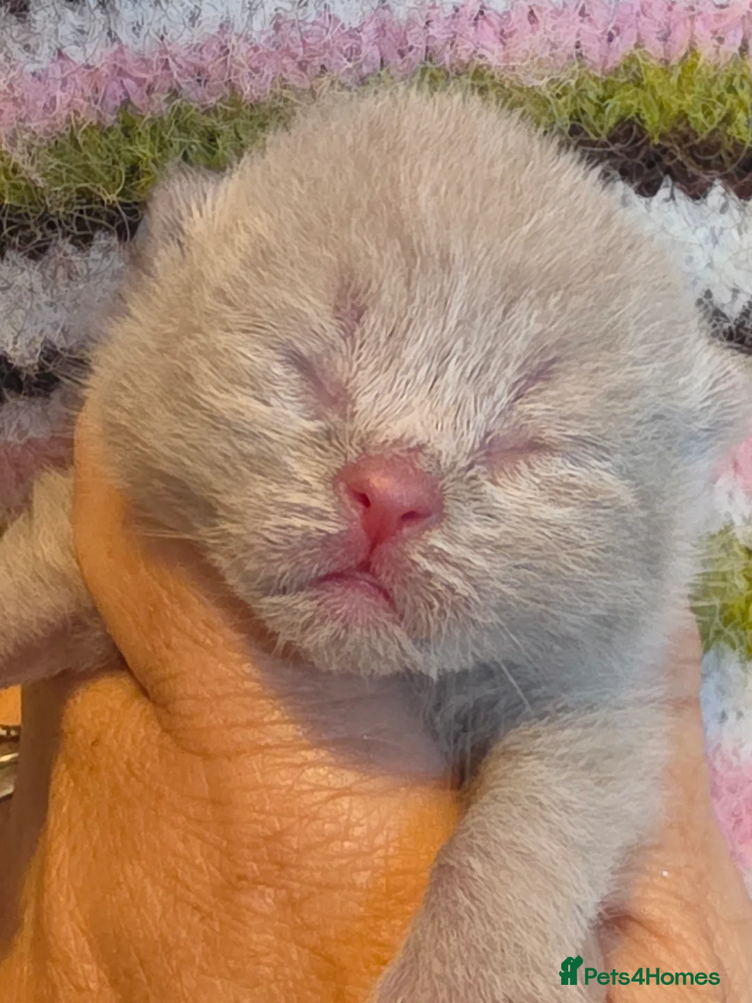 British Shorthair cats for sale: BSH and BLH TICA  reg kittens - Advert 2