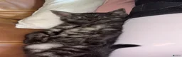 Mixed Breed cats for sale: Male kitten in Aberdeen - Advert 4