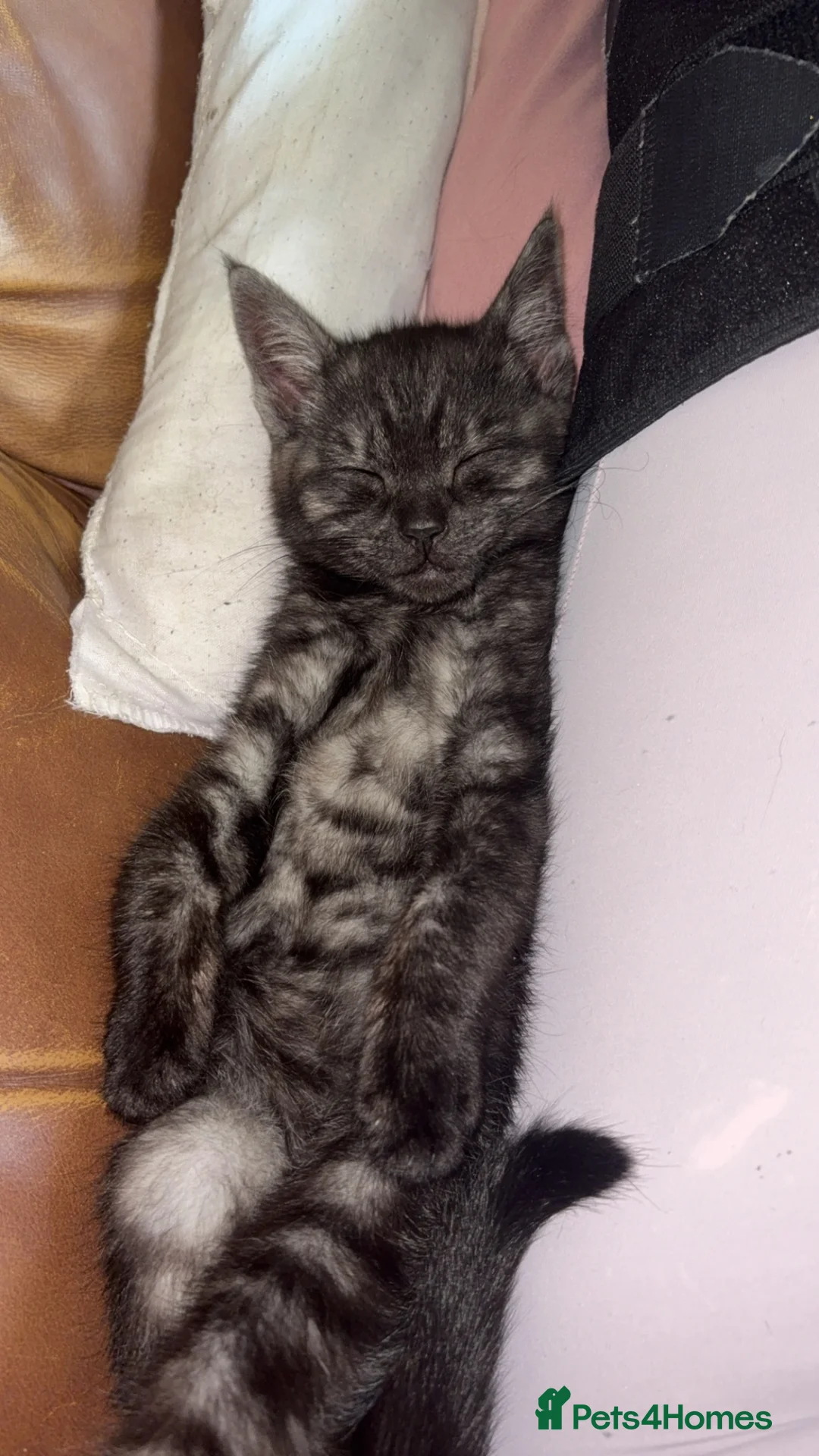 Mixed Breed cats for sale: Male kitten in Aberdeen - Advert 4