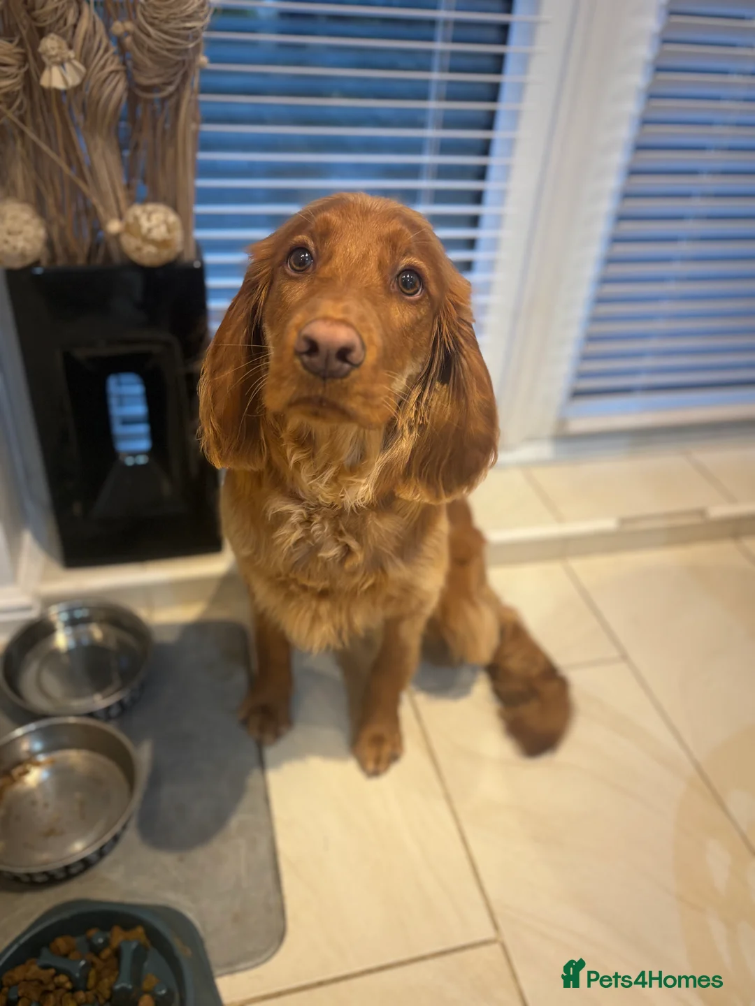 Cocker Spaniel dogs for sale: Teddy in Castleford - Advert 4